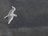 Mouette Rieuse